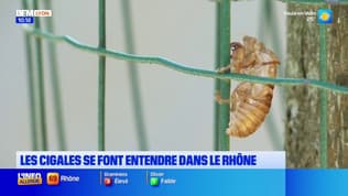 Un air de Provence dans le Rhône avec le son des cigales 