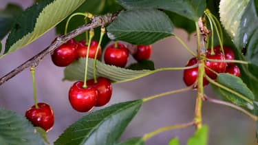 La France a reconduit l'interdiction d'importation et de mise sur le marché de cerises fraîches en provenance de pays où l'utilisation du diméthoate