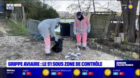 Grippe aviaire: après la découvertes de nouveaux cadavres, le département de l'Essonne placé sous zone de contrôlé