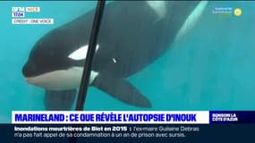 Marineland: l'orque Inouk est mort à cause d'un minuscule corps étranger métallique d'après le parc