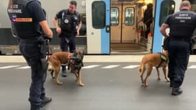 Les équipes cynophiles de la SNCF et leurs chiens qui permettent d'éviter des milliers d'heures de retard chaque année