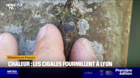 Réchauffement climatique: les cigales montent le son à Lyon 