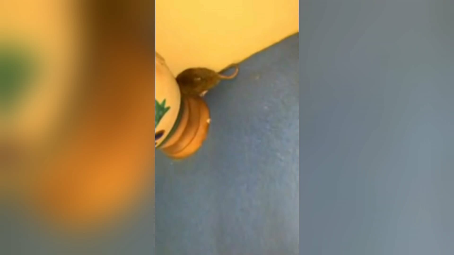 Le rat qui a attaqué Ismaël, deux ans ,dans un appartement du Havre, le 21 septembre 2025