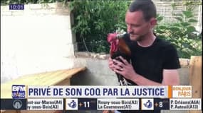 Son coq chante trop fort, il est condamné à verser 500 euros à sa voisine et doit se séparer de l’animal: "ce que je veux c’est le retour de Coco à la maison"