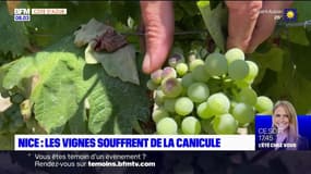 Nice: les vignes souffrent de la canicule, les vignerons inquiets
