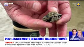 Pas-de-Calais: les gisements de moules toujours fermés