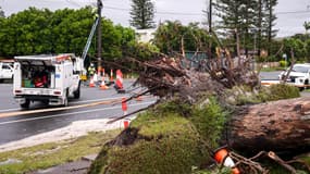 Des ouvriers réparent des fils électriques à côté d'un arbre déraciné par les vents violents du cyclone Alfred dans la banlieue d'Elanora sur la Gold Coast, le 8 mars 2025