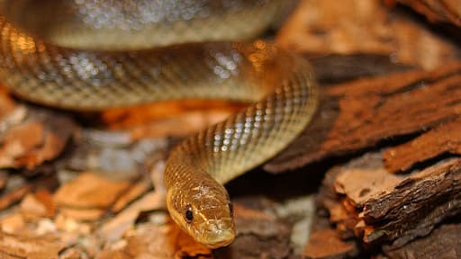 Un serpent que l'on croyait disparu a été redécouvert sur une île au Mexique (photo d'illustration).