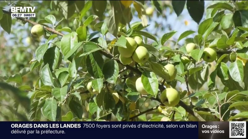 Sécheresse et vagues de canicule à répétition: ce producteur de cidre breton va perdre entre 30 à 70% de ses récoltes de pommes