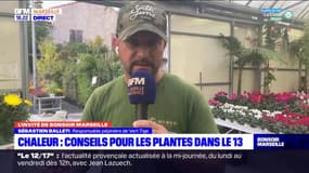 Chaleur en octobre: quelles conséquences pour les plantes des Bouches-du-Rhône?