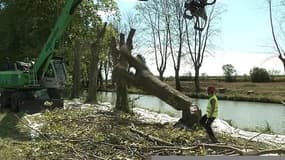 Abattage en masse de platanes du canal du Midi