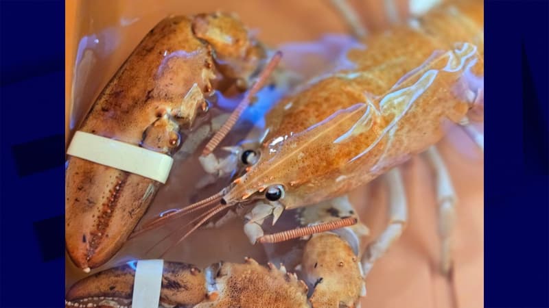 "Clementine", un homard orange relâché dans l'océan dans l'Etat de New York par l'association Humane Long Island, selon une photo publiée sur Facebook le 28 août 2024