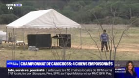 Quatre chiens empoisonnés au championnat de France de canicross