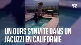 Pris d'un coup de chaud, un ours se pose dans un jacuzzi près de Los Angeles