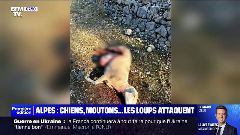 Chiens, moutons, brebis... Les attaques de loups se multiplient dans les Alpes, les habitants demandent une régulation