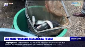 Var: 255 kg de poissons relâchés au Revest