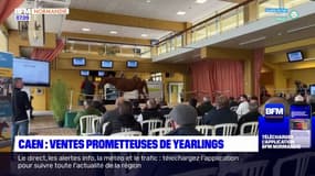 Caen: quatre jours de ventes aux enchères de Yearlings 