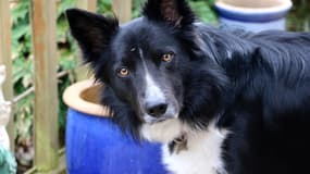 Le propriétaire de Typhon, un chien de race border collier, a été condamné par le tribunal de Pontoise pour des faits de maltraitance.