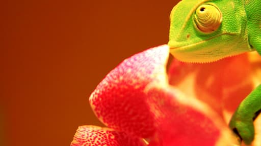 Selon l'étude publiée mercredi, le caméléon viendrait initialement d'Afrique, pas de Madagascar (photo d'illustration).