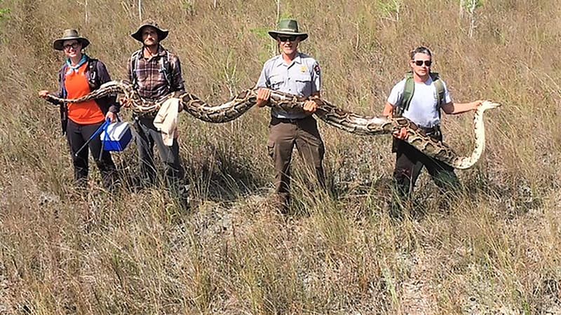 Photo de l'équipe qui a chassé puis attrapé ce python birman femelle, le 4 avril.