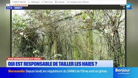 BFM Normandie et Vous: entre voisins, qui doit tailler les haies?