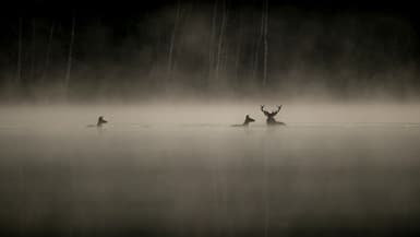 "Le Chant des forêts", de Vincent Munier est sorti en salles le 17 décembre 2025. Il a attiré un million de spectateurs en salles.