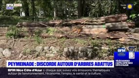 Peymeinade: la ville accusée d'avoir abattu une vingtaine d'arbres pour construire un parking