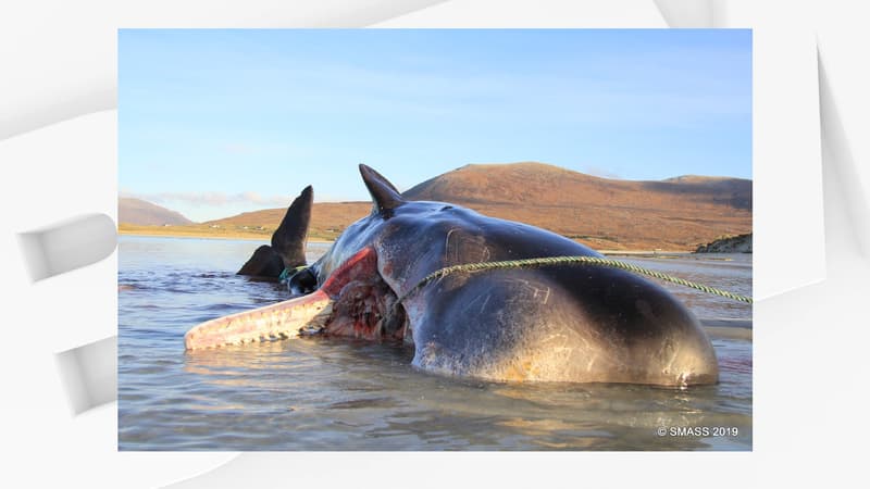 Un cachalot mort a été retrouvé sur une plage écossaise avec 100 kg de débris marins dans le ventre le 1er décembre 2019