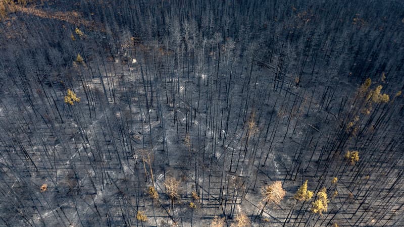 Les feux dans la province d'Alberta, dans l'Ouest du Canada, ont fait d'importants dégats