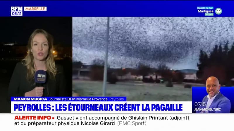 Peyrolles-en-Provence: le ras-le-bol des habitants face aux nuisances créées par une colonie de 20.000 étourneaux