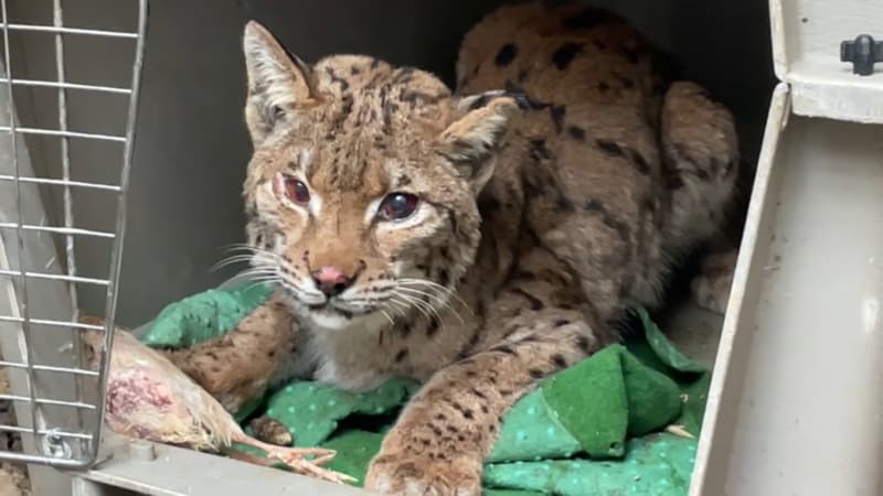 "C'est une tentative de destruction d'espèce protégée": un lynx caillassé et visé par des tirs succombe à ses blessures dans l'Ain