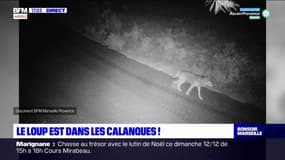 Marseille: un couple de loups identifié dans le parc national des Calanques