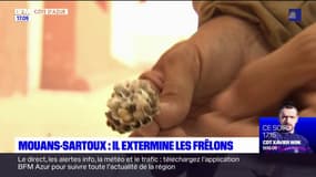 Alpes-Maritimes: les nids de frelons asiatiques se multiplient