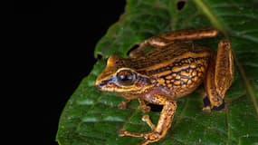 Une nouvelle espèce de grenouille nommée Pristimantis chinguela.