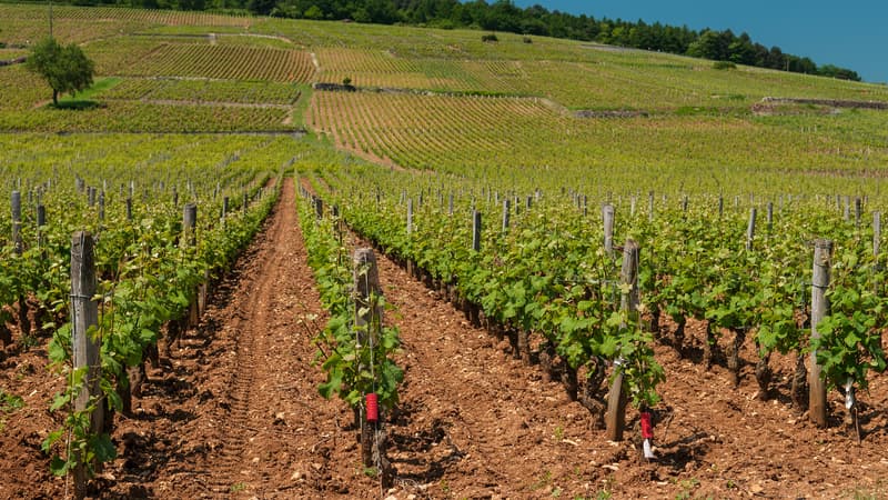 Domaine de la Romanée Conti.
