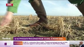Le glyphosate prolongé pour 10 ans, à moins que ...