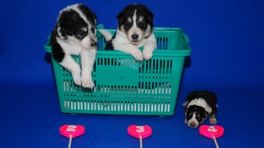 La Sooam Biotech Research Foundation s'est spécialisée dans le clonage d'animaux de compagnie.