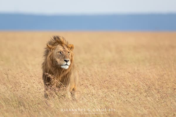 Voici un lion photographié par le couple au Kenya.