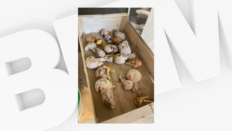 Alpes-Maritimes: des champignons vénéneux vendus sur le marché de Vence, une enquête ouverte