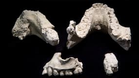 Des fragments de mâchoire d'Australopithecus deyiremeda
