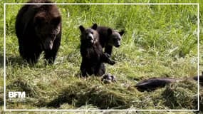 Dans le Yellowstone, les ours ne sont plus protégés et pourront être chassés
