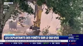 Les exploitants des forêts doivent attendre que le feu soit officiellement éteint pour tenter de sauver au plus vite le bois incendié