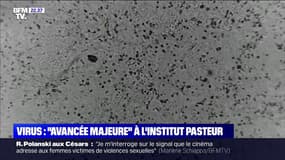 Coronavirus: une "avancée majeure" à l'Institut Pasteur