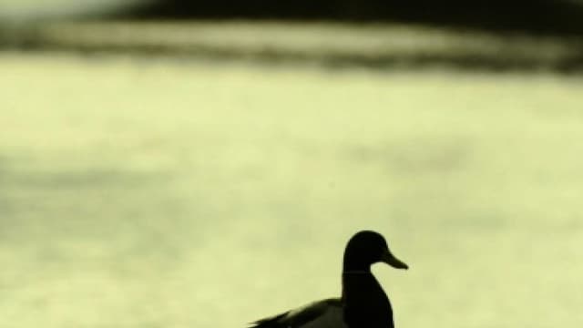 Les canards ont sauté un à un de leur nid