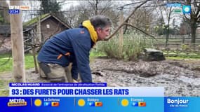 Seine-Saint-Denis : des furets pour chasser les rats 