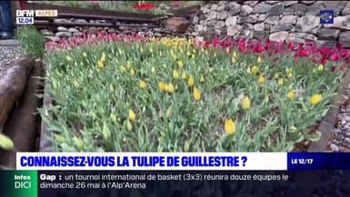 Hautes-Alpes: connaissez-vous la tulipe de Guillestre?