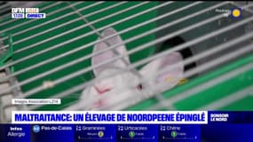 Nord: un élevage intensif de lapins à Noordpeene mis en cause pour maltraitance animale par L214
