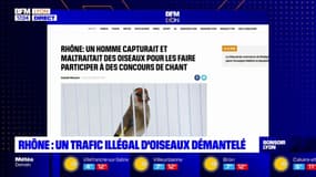 Rhône: un trafic illégal d'oiseaux démantelé