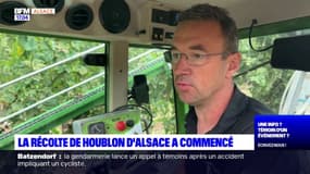 Alsace: la récolte du houblon "sera moyenne" cette année 