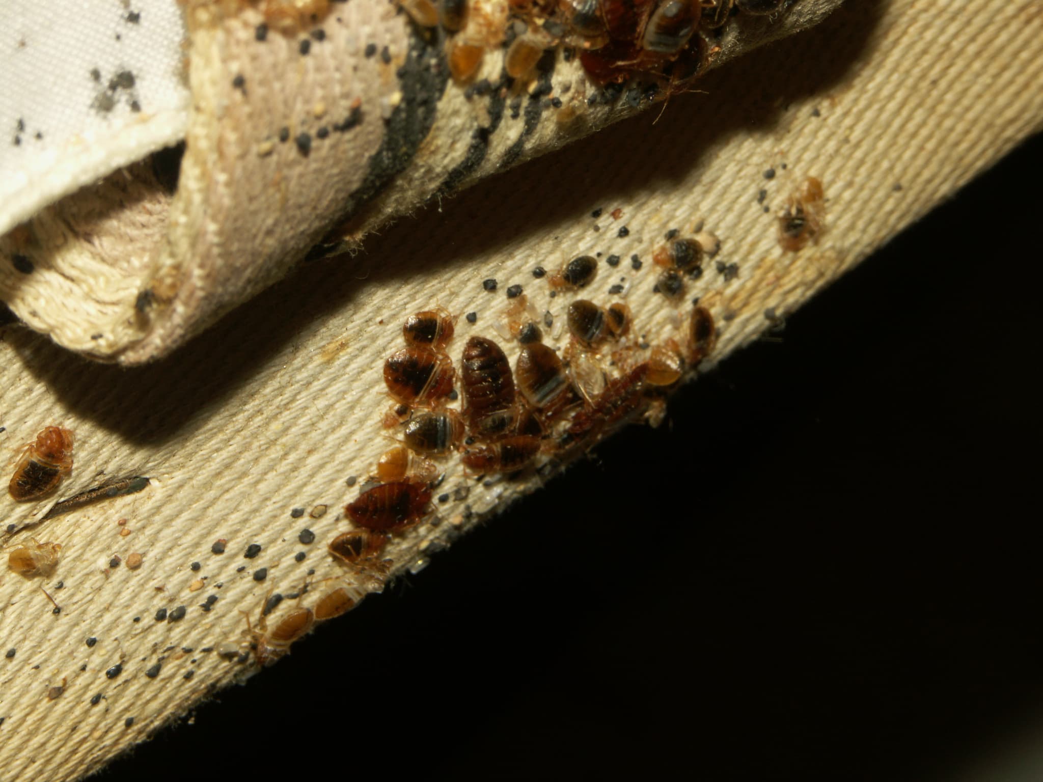 Punaises de lit, cafards : alerte sur les dangers d'un insecticide
